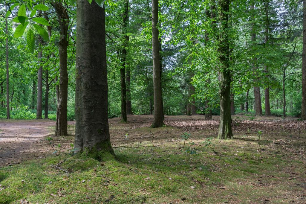 Bungalowpark Vogelenzang Vila Lage Mierde Exterior foto